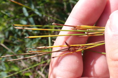 Trichophorum cespitosum