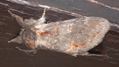 Notodonta dromedarius