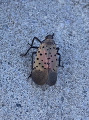 Lycorma delicatula