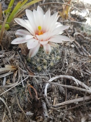 Mammillaria zephyranthoides