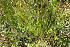 Trichophorum cespitosum