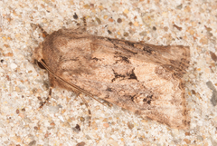 Luperina testacea