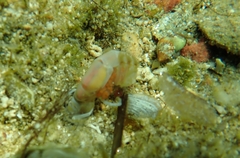 Gilvossius tyrrhenus