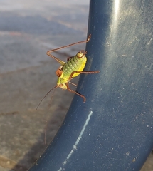 Barbitistes serricauda