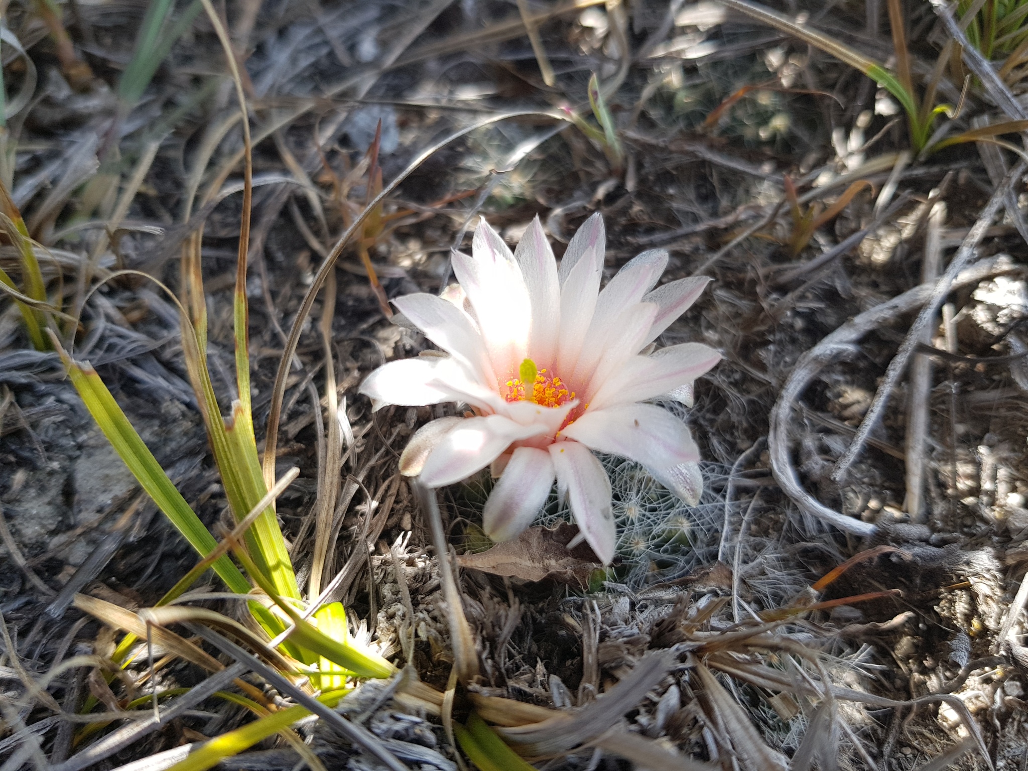 Mammillaria zephyranthoides  iNaturalist