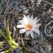 Mammillaria zephyranthoides - Photo (c) Diego, some rights reserved (CC BY-NC), uploaded by Diego