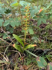 Dactylorhiza viridis