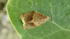 Clepsis dumicolana