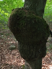 Agrobacterium radiobacter