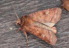 Diarsia rubi