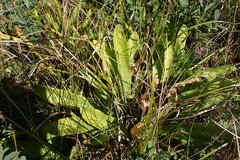 Primula jeffreyi