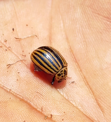 Leptinotarsa decemlineata