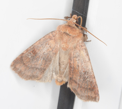Diarsia rubi