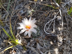 Mammillaria zephyranthoides
