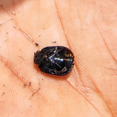 Leptinotarsa decemlineata