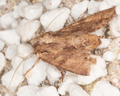Apamea monoglypha