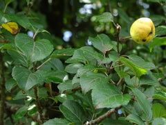 Malus sylvestris