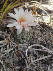 Mammillaria zephyranthoides