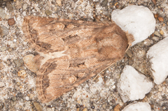 Luperina testacea
