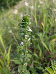 Euphrasia