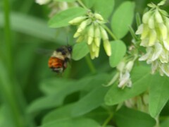 Bombus melanopygus