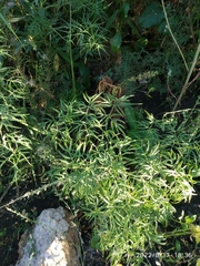 Cenolophium denudatum