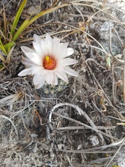 Mammillaria zephyranthoides