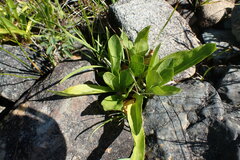 Primula jeffreyi