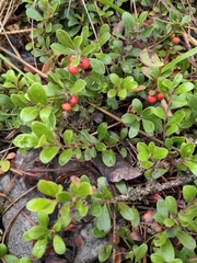 Arctostaphylos uva-ursi