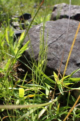 Equisetum fluviatile