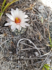 Mammillaria zephyranthoides