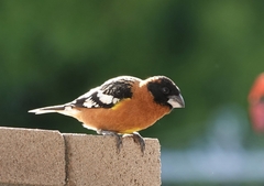 Pheucticus melanocephalus