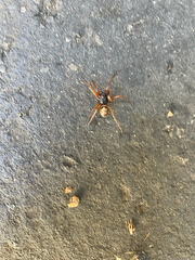 Steatoda nobilis