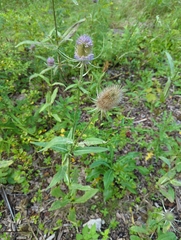 Dipsacus fullonum