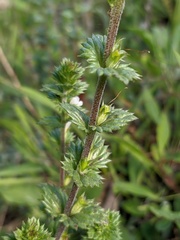 Euphrasia