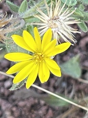 Chrysopsidinae