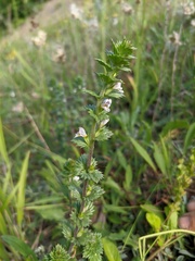 Euphrasia