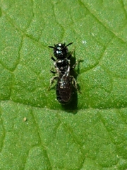 Ceratina