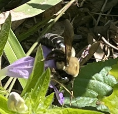 Xylocopa virginica