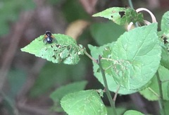 Mesembrina meridiana
