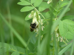 Bombus melanopygus