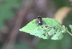 Mesembrina meridiana