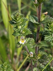 Euphrasia