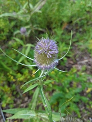 Dipsacus fullonum