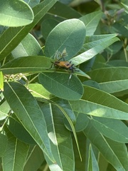 Chauliognathus pensylvanicus