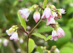 Apocynum androsaemifolium