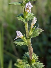 Euphrasia