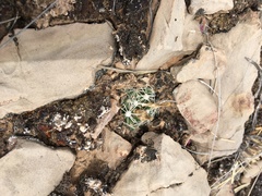 Escobaria missouriensis