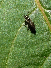 Ceratina
