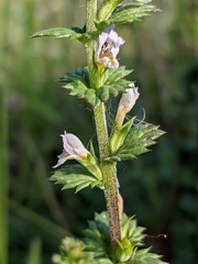 Euphrasia